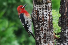 image of woodpecker #34