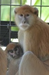 image of patas