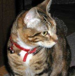 image of animal