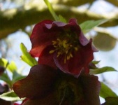 image of lenten_rose #57