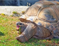 image of animal