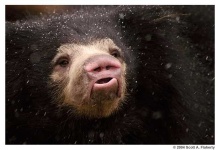 image of sloth_bear #7