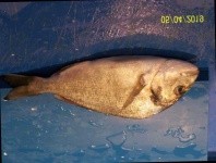 image of fish