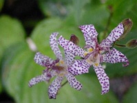 image of flower