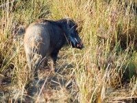 image of wild_boar