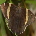 image of banded_butterfly #162