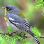 image of bird
