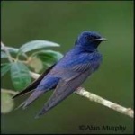 image of bird