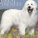 image of animal