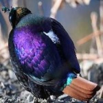 image of bird