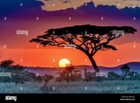 image of savanna
