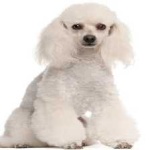 image of animal