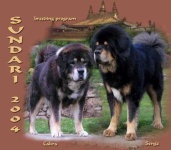 image of tibetan_mastiff #33