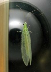 image of lacewing