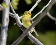 image of goldfinch