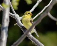 image of goldfinch #12