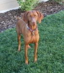 image of vizsla