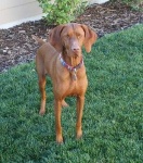 image of vizsla #20