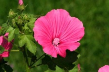 image of flower
