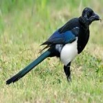 image of bird