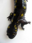 image of spotted_salamander