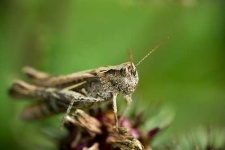 image of grasshopper