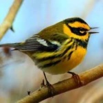 image of bird