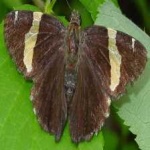 image of animal