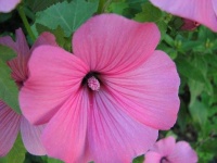 image of flower