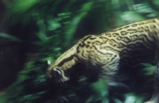 image of animal