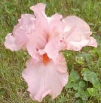 image of flower