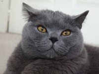 image of british_shorthair #32