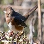 image of bird