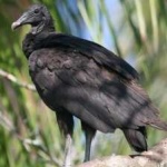 image of bird
