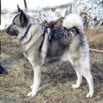 image of animal