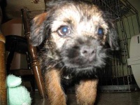 image of border_terrier #25