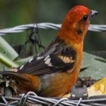 image of bird