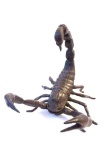 image of scorpion