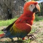 image of bird