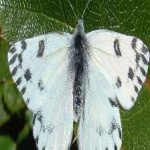 image of animal