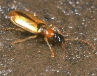 image of ground_beetle #1