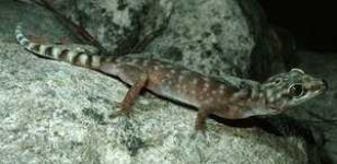 image of banded_gecko