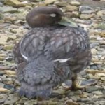 image of bird