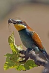 image of bee_eater #18