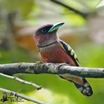 image of banded_broadbill #19