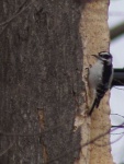 image of woodpecker #33