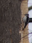 image of animal