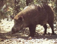 image of wild_boar
