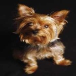 image of animal