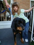 image of black_and_tan_coonhound #8